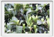 Hangzhou Teeplantage