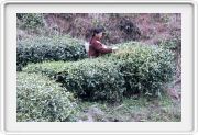 Teeplantage