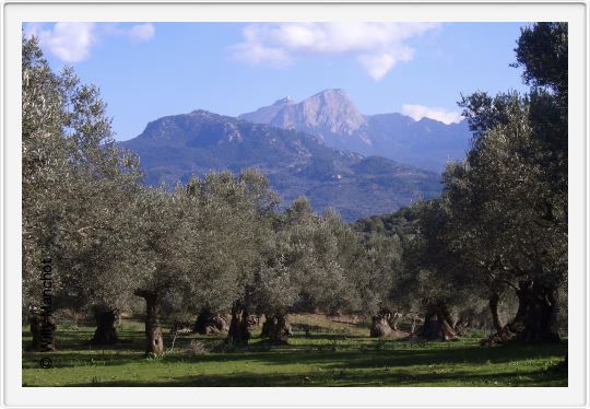 Von Port Soller nach Soller