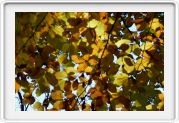 Herbst am Grundstück 